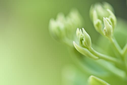 Buds