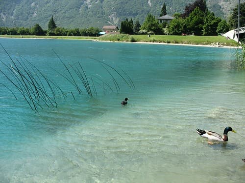Black Coot & Mallard, Relais du Saint-Bernard, Martigny, Switzerland