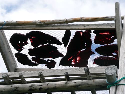 Drying seal meat