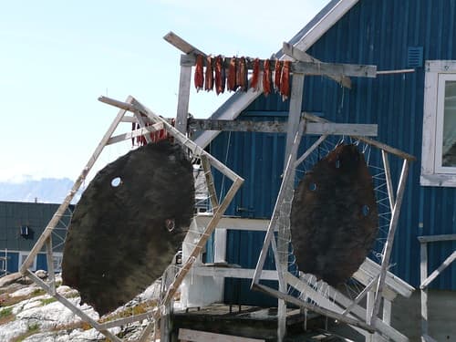 Drying sealskin and fish