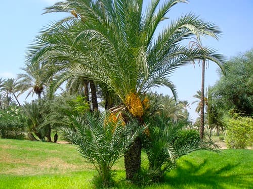 La végétation marocaine