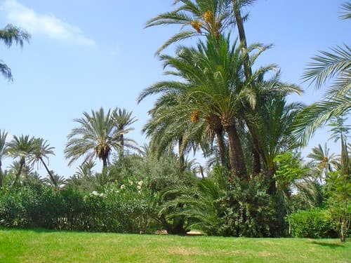 La végétation marocaine