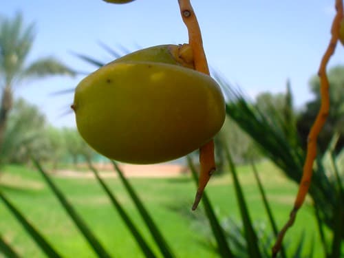 La végétation marocaine
