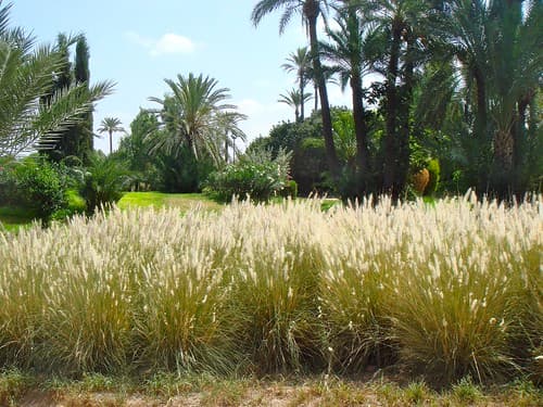 La végétation marocaine