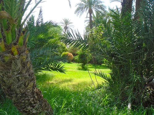 La végétation marocaine