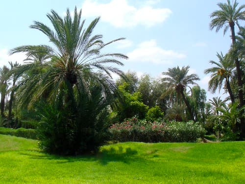 La végétation marocaine