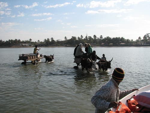 Travelling by Zebu Cart