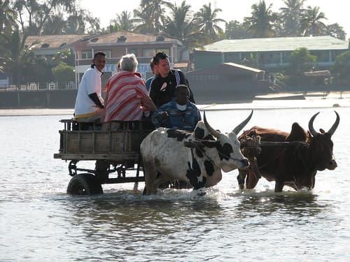 Travelling by Zebu cart
