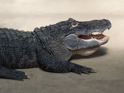 Alligator