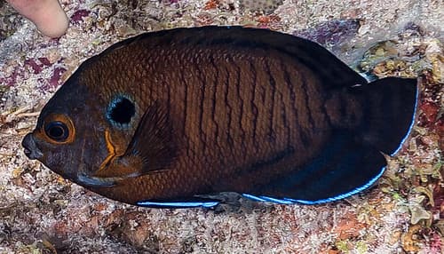 Brown Pygmy Angelfish - Centropyge multispinis