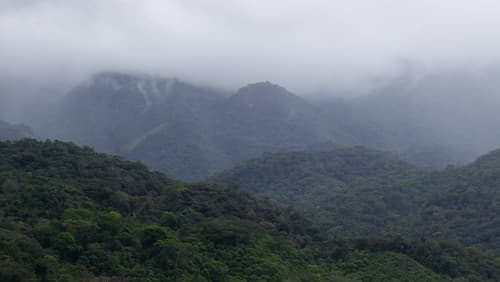 Atlantic Forest / Mata Atlântica