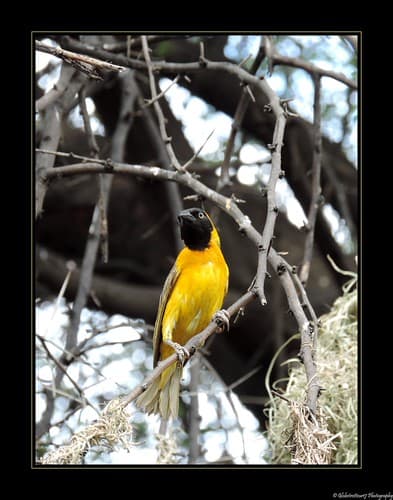 Windhoek- Namibia- Namibie.
