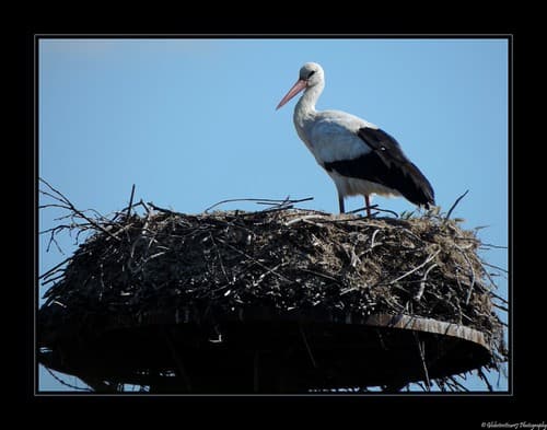 Cigogne- Brouage- Charente Maritime- France.