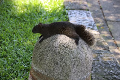 Taiwan Peace Memorial Park: Squirrel