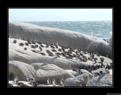 Foxy Beach- Boulders National Park- Afrique du Sud- South Africa.