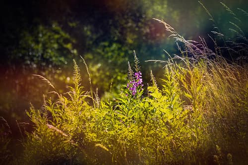 Mountain flowers
