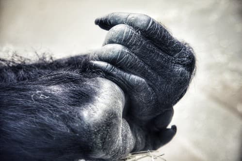 Hands.