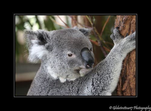 Lone Pine Koala Sanctuary- Brisbane- Australie- Australia.