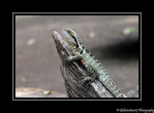 Intellagama lesueurii- Eastern Water Dragon- Brisbane- Australia- Australie