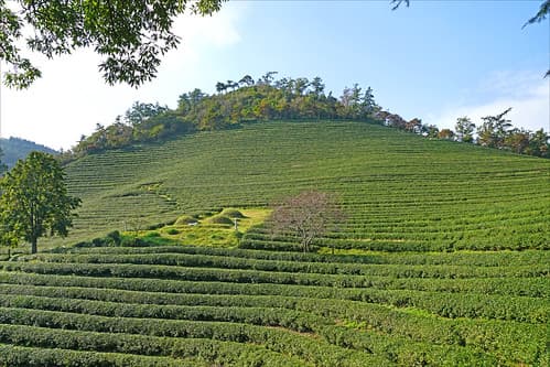 La plantation de thé Beoseong (Corée du sud)
