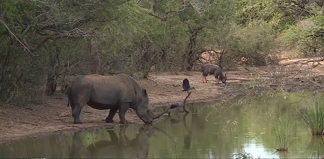 kuoni Sud Africana