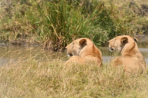 Tanzanie-10