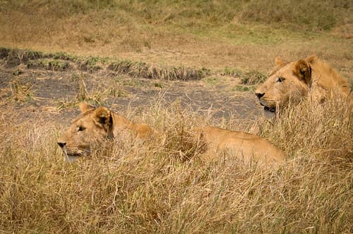 Tanzanie-14