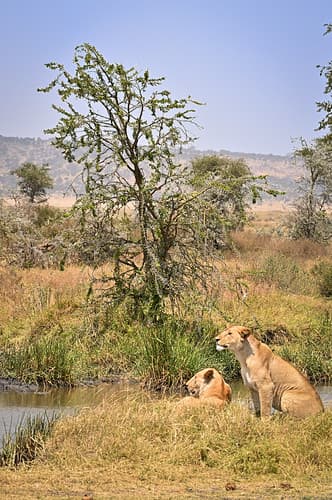 Tanzanie-15