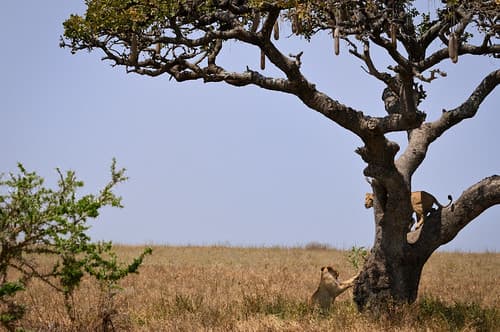 Tanzanie-20