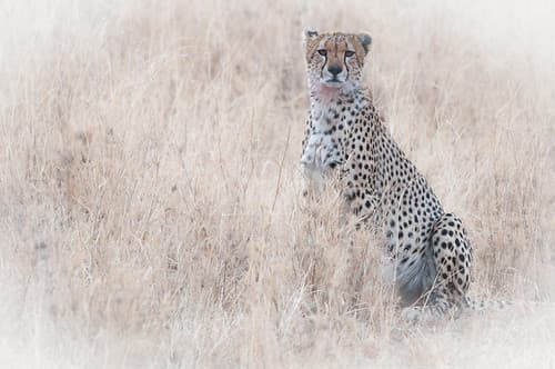 Tanzanie-2