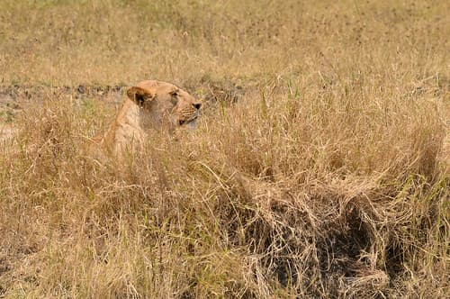 Tanzanie-9