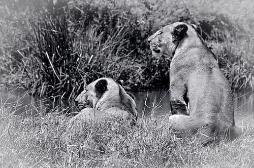 Tanzanie-13