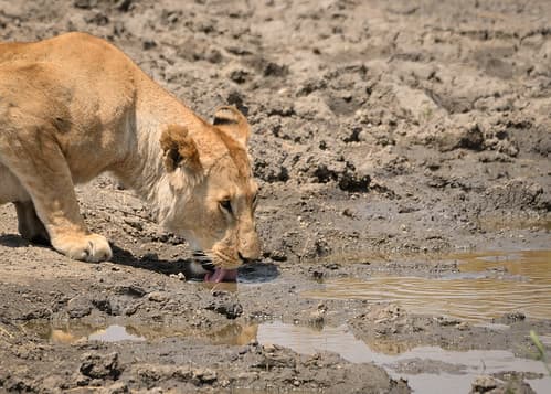 Tanzanie-18