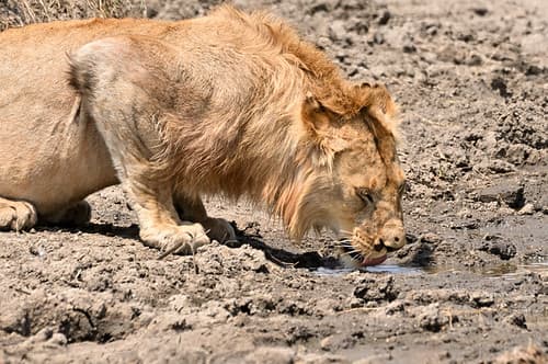 Tanzanie-19