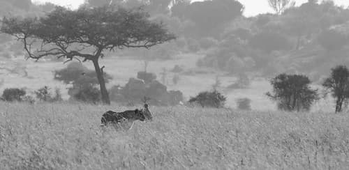 Tanzanie-6