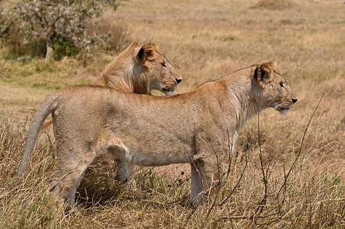 Tanzanie-16