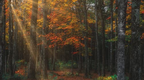 Beams of Light