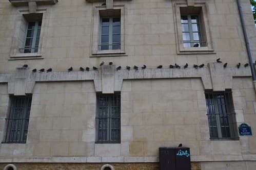 pigeons line