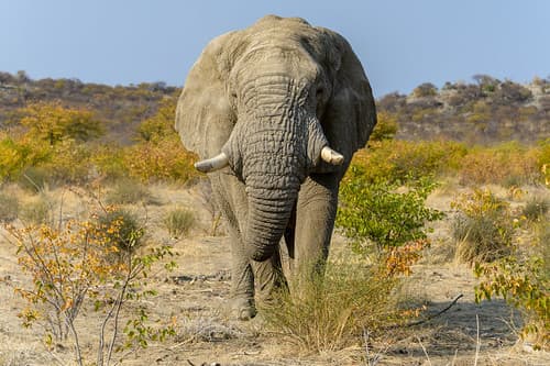 Ongava Private Reserve, Namibie