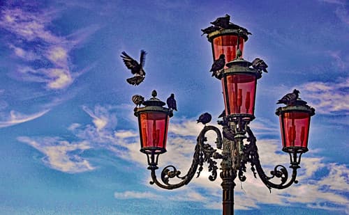 Les Pigeons de Venise