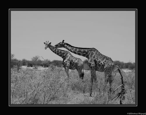 Près d'Halali- Etosha National Park- Namibie