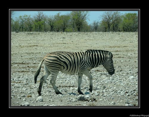 Près de Namutoni- Etosha National Park- Namibie