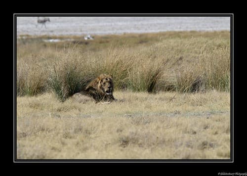 Près d'Halali- Etosha National Park- Namibie