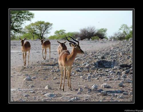 Près d'Halali- Etosha National Park- Namibie