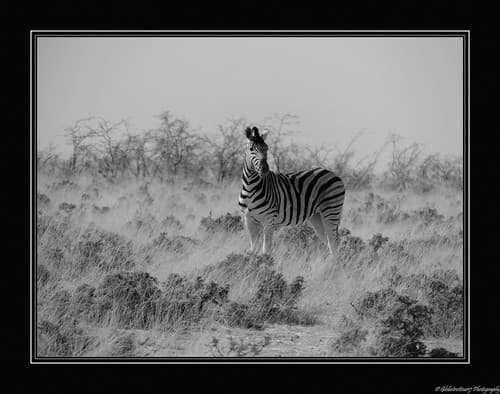 Près d'Halali- Etosha National Park- Namibie