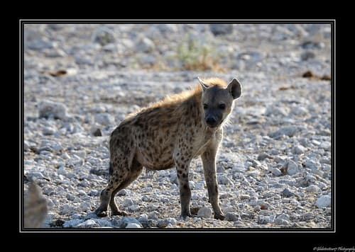 Près d'Halali- Etosha National Park- Namibie