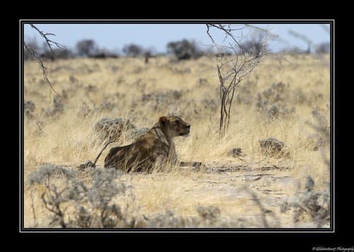 En direction de Namutoni- Etosha National Park- Namibie