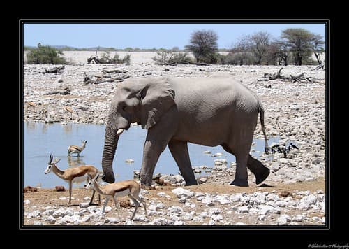 Point d'eau d'Okaukuejo- Etosha National Park- Namibie