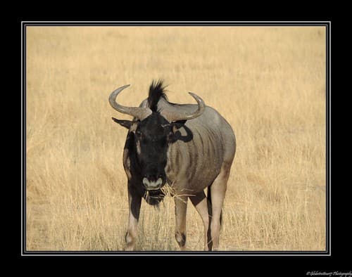 Près de Namutoni- Etosha National Park- Namibie