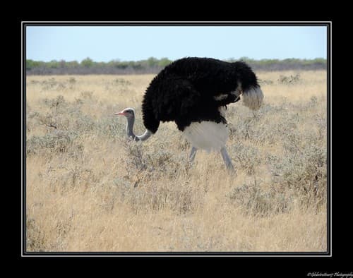 Près de Namutoni- Etosha National Park- Namibie